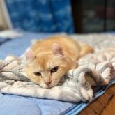 アメリカンカール