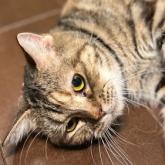 アメリカンショートヘア