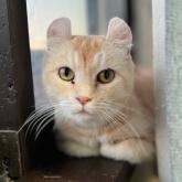 アメリカンカール