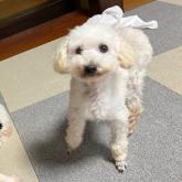 トイプードル