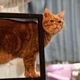 アメリカンショートヘア