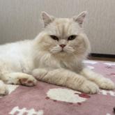 スコティッシュフォールド