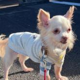 チワワ(ロング)