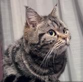 アメリカンショートヘア