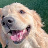 ゴールデンレトリバー