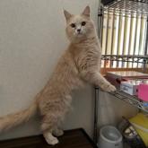 ノルウェージャンフォレストキャット