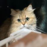 ペルシャ