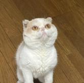 スコティッシュフォールド