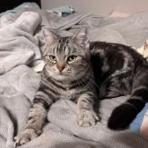 アメリカンショートヘア