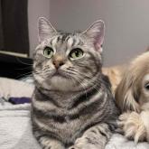 アメリカンショートヘア