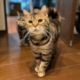 アメリカンショートヘア