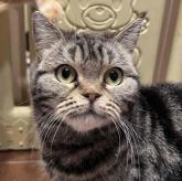 アメリカンショートヘア