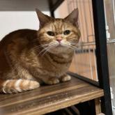 アメリカンショートヘア