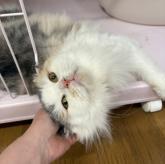 スコティッシュフォールド