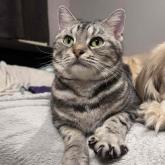 アメリカンショートヘア