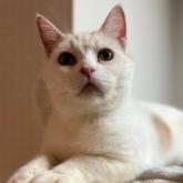 スコティッシュフォールド