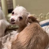 チワワ(ロング)