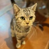 アメリカンショートヘア