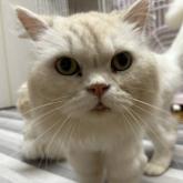 スコティッシュフォールド