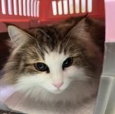 ノルウェージャンフォレストキャット