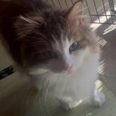 ノルウェージャンフォレストキャット