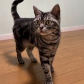 アメリカンショートヘア