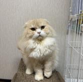 スコティッシュフォールド