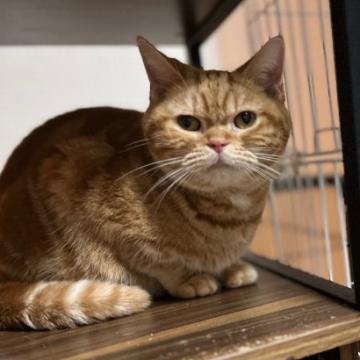 猫 × 兵庫県 × アメリカンショートヘアの里親募集一覧｜ハグー