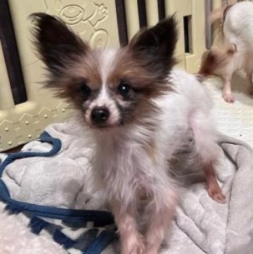 犬の里親募集】静岡県・ヨークシャーテリア・ヨーキーくん（ID:2509