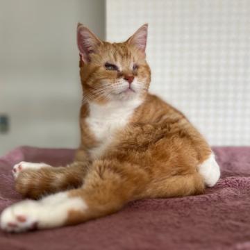猫 × 兵庫県 × アメリカンショートヘアの里親募集一覧｜ハグー