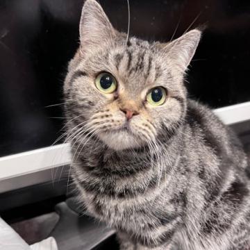 猫 × 香川県 × アメリカンショートヘアの里親募集一覧｜ハグー