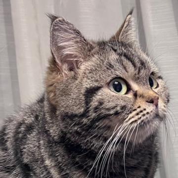 猫 × 大分県 × アメリカンショートヘアの里親募集一覧｜ハグー