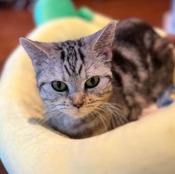 猫 × 香川県 × アメリカンショートヘアの里親募集一覧｜ハグー