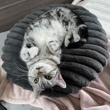 猫 × 大阪府 × アメリカンショートヘアの里親募集一覧｜ハグー