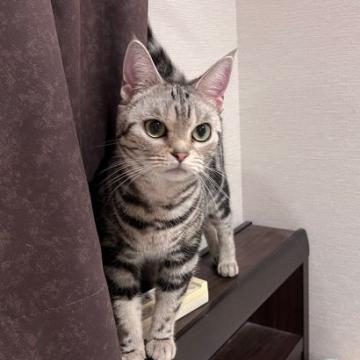 猫 × 岡山県 × アメリカンショートヘアの里親募集一覧｜ハグー