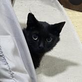 雑種