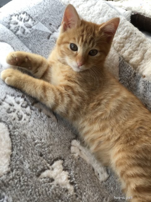 猫の里親募集】千葉県・雑種・3ヶ月の茶トラくん(♂)とキジトラちゃん