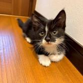 雑種