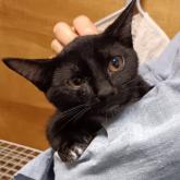 雑種