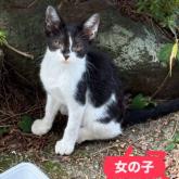 雑種