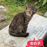 雑種