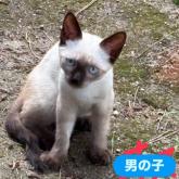 雑種