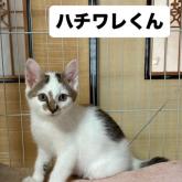 雑種