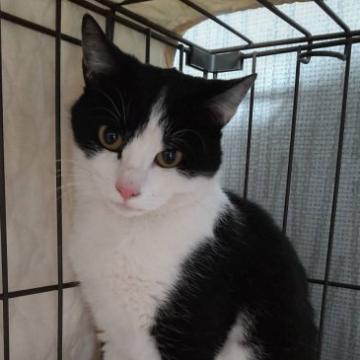 猫の里親募集】三重県・雑種・小柄でキュートな白黒ソックスのレイン