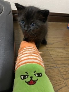 猫の里親募集】三重県・雑種・まだポワポワのたれ目の可愛い黒猫さん