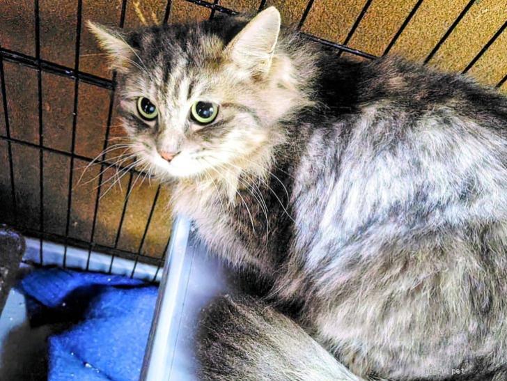 猫の里親募集】三重県・雑種・長毛の美人さん🩷（ID:2603-00124