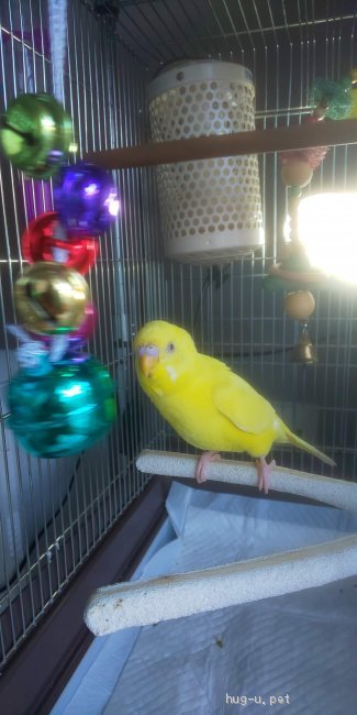 鳥の里親募集 神奈川県 インコ セキセイインコ ルチノー 11ヶ月 ハグー みんなのペット里親情報 Id 10