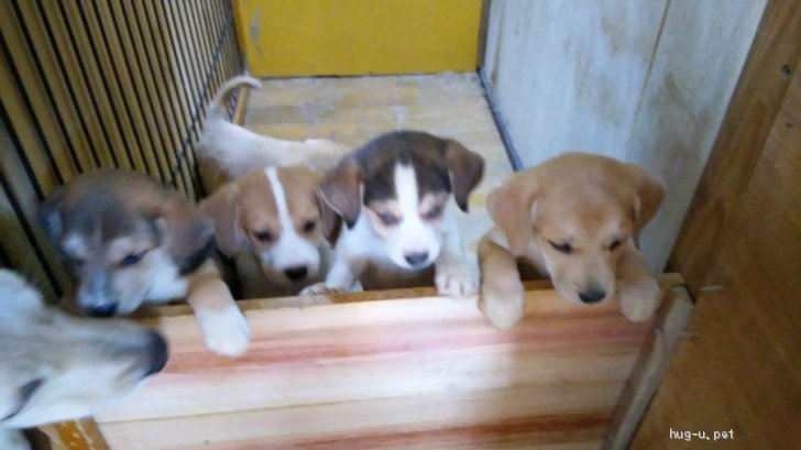 犬の里親募集 愛知県 雑種 生後約40日の柴犬とビーグルのミックス犬です Id 22 ハグー みんなのペット里親情報