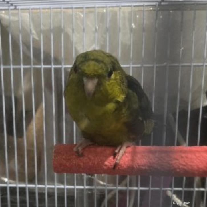 鳥の里親募集】佐賀県・インコ・サザナミインコ（ID:2606-00134