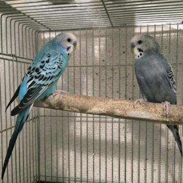 鳥の里親募集】佐賀県・インコ・サザナミインコ（ID:2606-00134